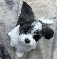 Pappi, a male Maltese and Papillon for sale in Lakefield, MN – 4 of 5