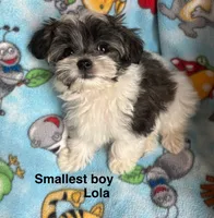 Little Louie , a male Maltese and Papillon for sale in Lakefield, MN – 1 of 5