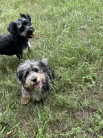 Pixel, a female Havanese and Havapoo for sale in Lakefield, MN – 3 of 8