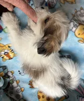 Buster, a male Maltese and Papillon for sale in Lakefield, MN – 3 of 4