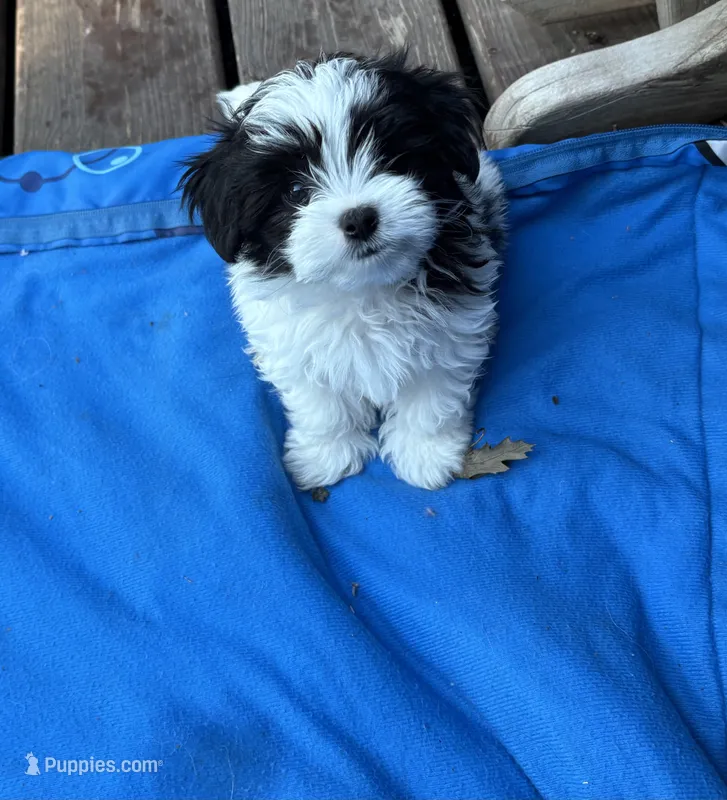 Baxter  – Maltese, Papillon puppy for sale in Lakefield, MN
