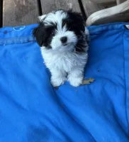 Baxter , a male Maltese and Papillon for sale in Lakefield, MN – 1 of 5