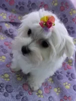 Bell, a female Maltese for sale in Lakefield, MN – 5 of 9