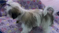 Tiny Tilly , a female Maltese and Papillon for sale in Lakefield, MN – 5 of 9