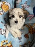 Petey, a male Maltese and Papillon for sale in Lakefield, MN – 4 of 5