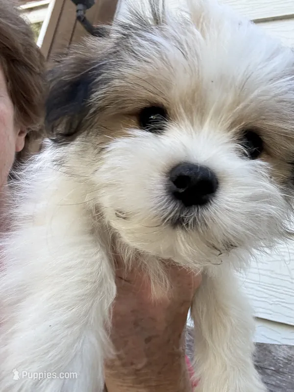 Buster – Maltese, Papillon puppy for sale in Lakefield, MN