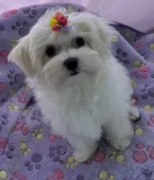 Bell, a female Maltese for sale in Lakefield, MN – 2 of 9