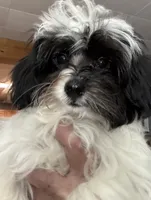 Bandit , a male Maltese and Papillon for sale in Lakefield, MN – 1 of 6