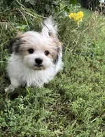 Buster, a male Maltese and Papillon for sale in Lakefield, MN – 9 of 10