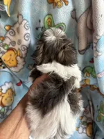Little Louie , a male Maltese and Papillon for sale in Lakefield, MN – 5 of 5