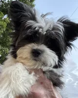 Pappi, a male Maltese and Papillon for sale in Lakefield, MN – 2 of 7