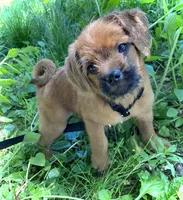 Ozzi, a male Pugapoo for sale in Allentown, PA – 3 of 6