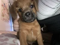 Ozzi, a male Pugapoo for sale in Allentown, PA – 1 of 6
