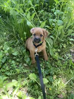 Ozzi, a male Pugapoo for sale in Allentown, PA – 4 of 6
