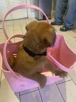 Ozzi, a male Pugapoo for sale in Allentown, PA – 5 of 6