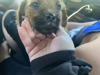Ozzi, a male Pugapoo for sale in Allentown, PA – 6 of 6