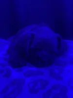Ozzi, a male Pugapoo for sale in Allentown, PA – 2 of 6