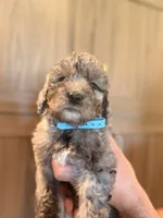 Blue Female, a female Aussiedoodle and Goldendoodle for sale in Sacramento, CA – 3 of 3