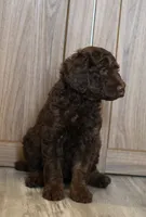 processed/ed3d4b80-4739-403f-9f45-5bcf7f93bc17/listing/51b63e03-4184-4fe3-ab83-fc559d263280/ae0f2cd3-b90c-4e59-b53c-76fbcefe9882