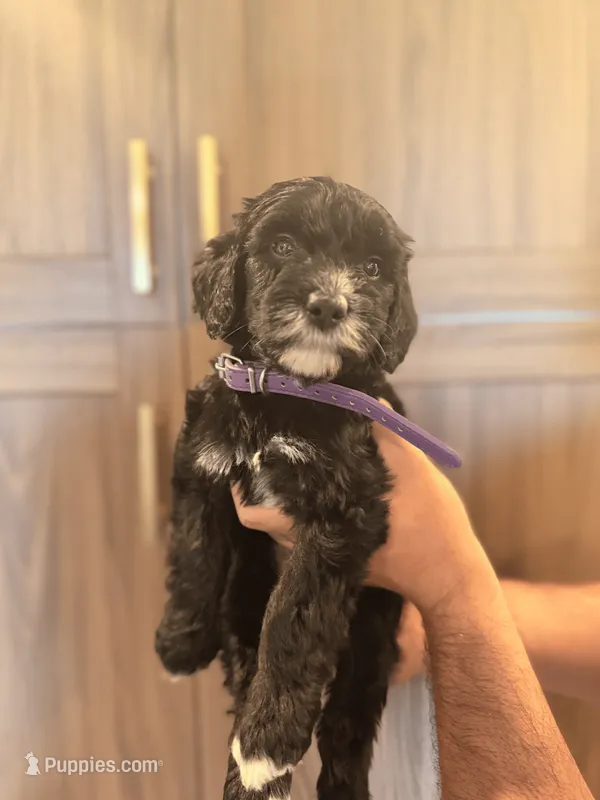 Purple Collar – Aussiedoodle, Goldendoodle puppy for sale in Sacramento, CA