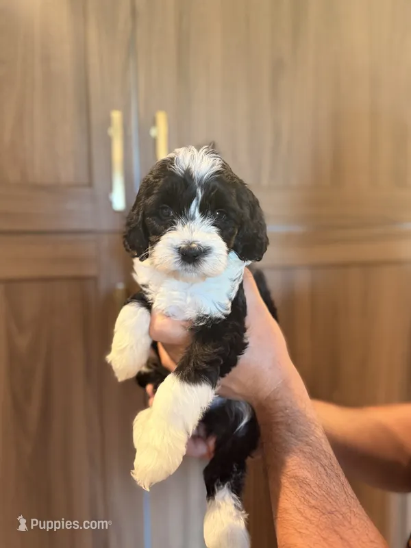 Pink Collar – Miniature Aussiedoodle, Miniature Goldendoodle puppy for sale in Sacramento, CA