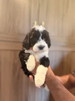 Pink Collar, a female Miniature Aussiedoodle and Miniature Goldendoodle for sale in Sacramento, CA – 2 of 2