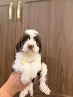Yellow collar, a male Aussiedoodle and Goldendoodle for sale in Sacramento, CA – 2 of 2
