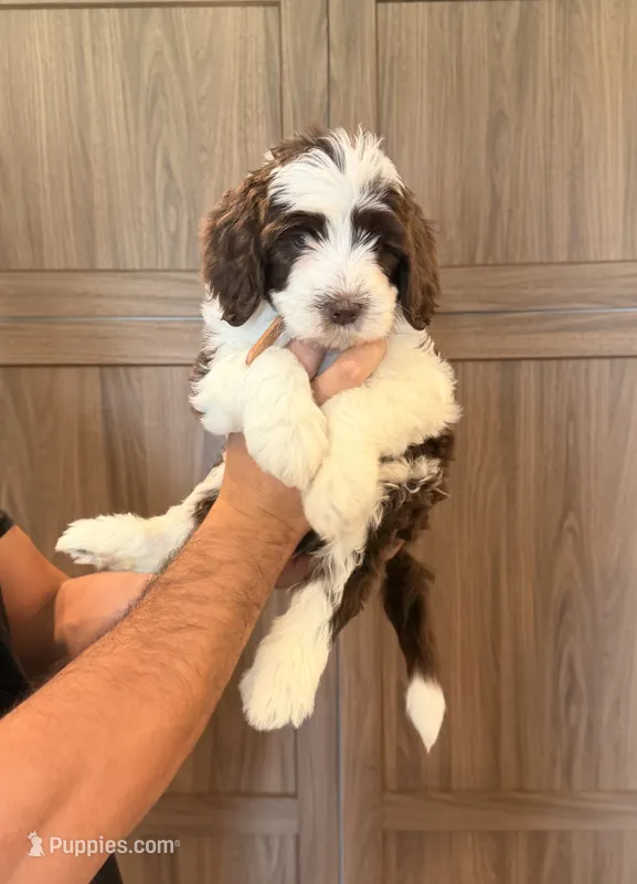 Orange Collar  – Miniature Aussiedoodle, Miniature Goldendoodle puppy for sale in Sacramento, CA