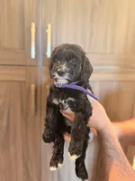Purple Collar, a female Aussiedoodle and Goldendoodle for sale in Sacramento, CA – 2 of 2