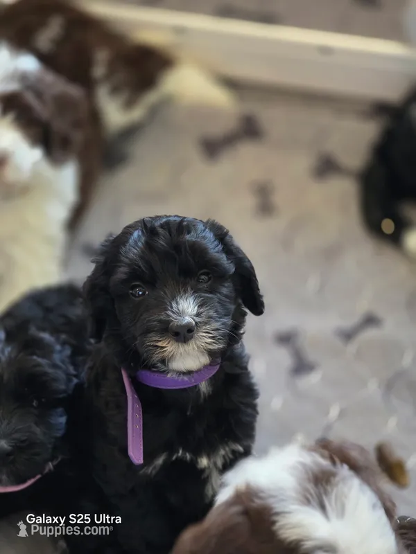 Purple Collar – Aussiedoodle, Goldendoodle puppy for sale in Sacramento, CA