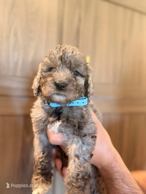 Blue Female – Aussiedoodle, Goldendoodle puppy for sale in Sacramento, CA