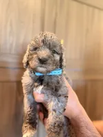 Blue Female, a female Aussiedoodle and Goldendoodle for sale in Sacramento, CA – 1 of 3