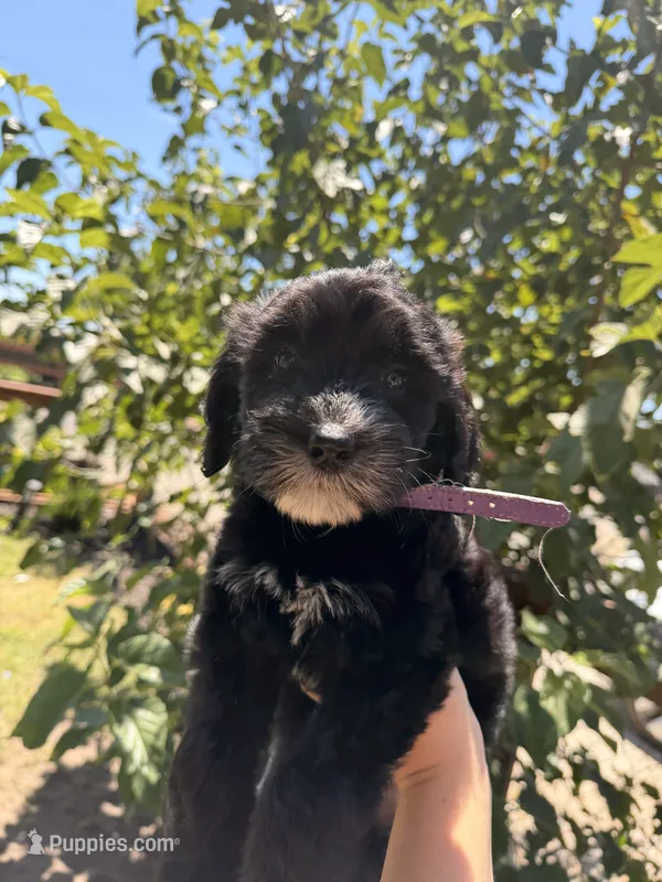 Purple Collar – Aussiedoodle, Goldendoodle puppy for sale in Sacramento, CA