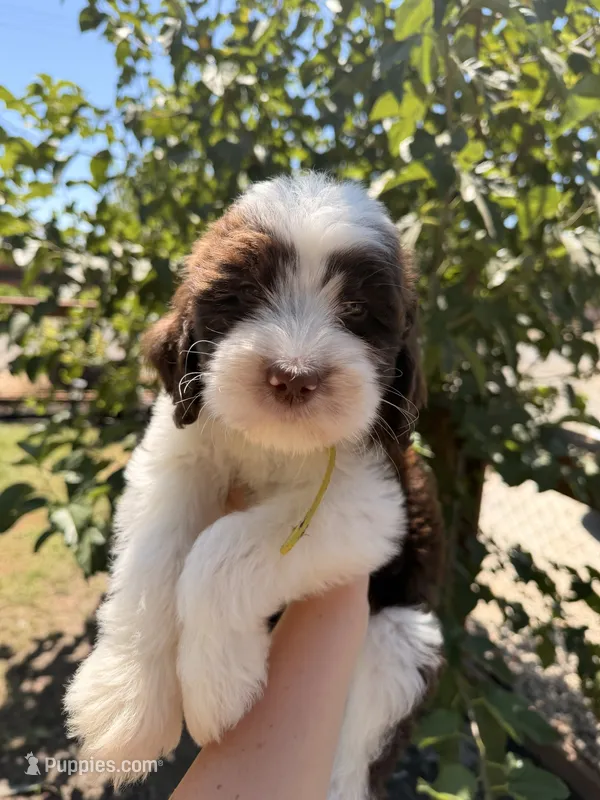 Yellow collar – Aussiedoodle, Goldendoodle puppy for sale in Sacramento, CA