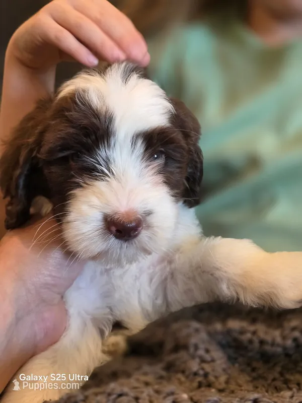 Yellow collar – Aussiedoodle, Goldendoodle puppy for sale in Sacramento, CA