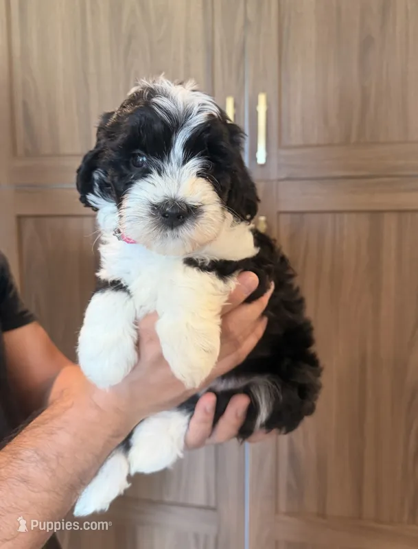 Pink Collar – Miniature Aussiedoodle, Miniature Goldendoodle puppy for sale in Sacramento, CA