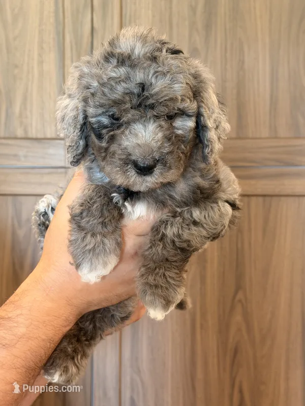 Blue Female – Aussiedoodle, Goldendoodle puppy for sale in Sacramento, CA
