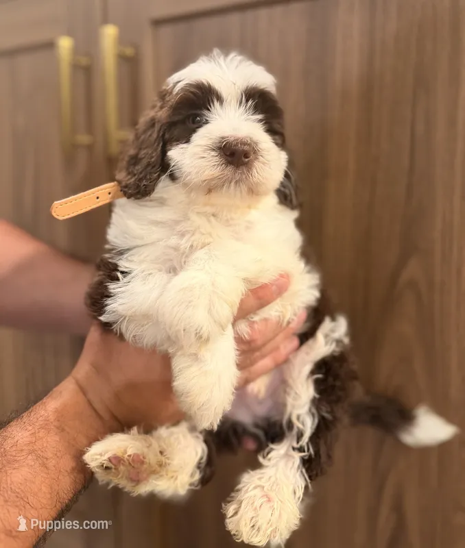 Orange Collar  – Miniature Aussiedoodle, Miniature Goldendoodle puppy for sale in Sacramento, CA