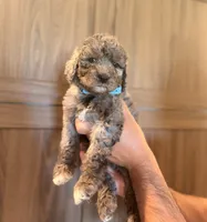 Blue Female, a female Aussiedoodle and Goldendoodle for sale in Sacramento, CA – 2 of 3