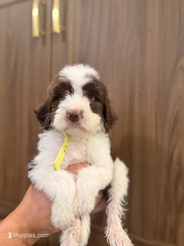 Yellow collar – Aussiedoodle, Goldendoodle puppy for sale in Sacramento, CA