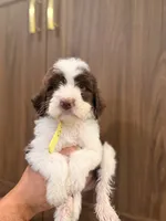 Yellow collar, a male Aussiedoodle and Goldendoodle for sale in Sacramento, CA – 1 of 2