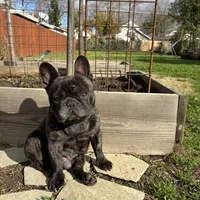 Kenji, a male French Bulldog for sale in Sacramento, CA – Photo 1 of 9