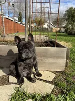Kenji, a male French Bulldog for sale in Sacramento, CA – Photo 1 of 5