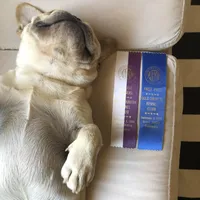 Kenji, a male French Bulldog for sale in Sacramento, CA – Photo 9 of 9