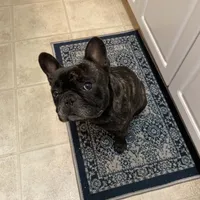 Kenji, a male French Bulldog for sale in Sacramento, CA – Photo 4 of 9