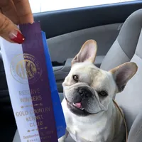 Kenji, a male French Bulldog for sale in Sacramento, CA – Photo 8 of 9