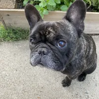 Kenji, a male French Bulldog for sale in Sacramento, CA – Photo 5 of 9