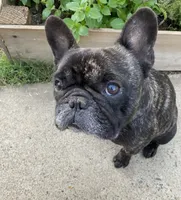 Kenji, a male French Bulldog for sale in Sacramento, CA – Photo 5 of 5