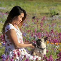 Kenji, a male French Bulldog for sale in Sacramento, CA – Photo 6 of 9