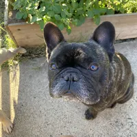 Kenji, a male French Bulldog for sale in Sacramento, CA – Photo 3 of 9
